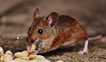 24 Hour & Emergency Exterminators in Park Ridge, WI